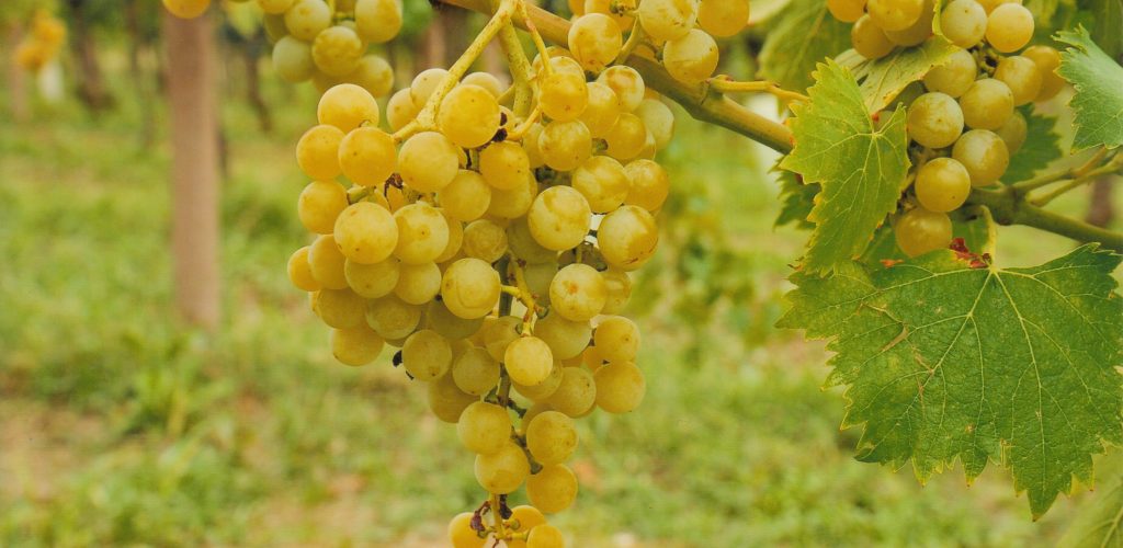 Grappolo Ribolla Gialla